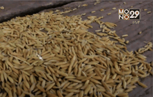 โจรขโมยข้าวเปลือกอาละวาด อุดรธานี