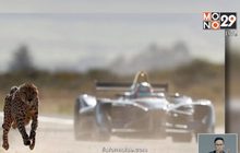 รถ “Formula E” ดวลความเร็ว “เสือชีตาห์”