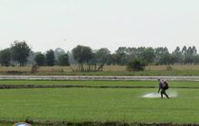 ชาวสวนปาล์มขอใช้พาราควอต  1 ไร่ ต่อ 1 ลิตร