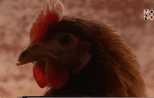 เทคโนโลยีแสงช่วยลดความเครียดของไก่