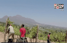 ไวน์ของแอฟริกาใต้ได้รับความนิยมในยุโรป