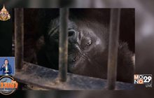 สื่อนอกตีข่าว กอลิล่า “บัวน้อย” ตกนรกในห้างดัง