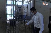 ปศุสัตว์ชี้ม้าแข่งที่โคราชตาย เกิดจากกาฬโรคแอฟริกา