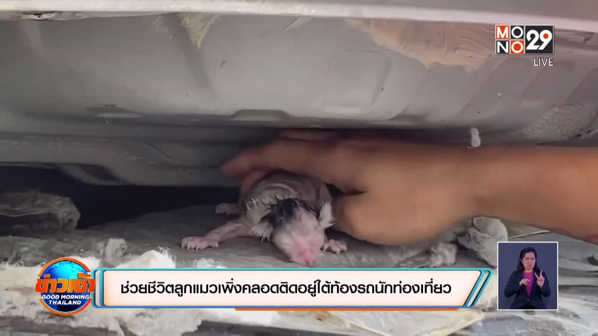 ช่วยชีวิตลูกแมวเพิ่งคลอดติดอยู่ใต้ท้องรถนักท่องเที่ยว