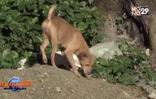 นักเรียนฟิลิปปินส์ผลิตอิฐจากมูลสุนัข