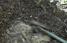 เร่งแก้ไขน้ำเสียเกาะพีพี