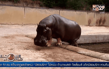 จอร์เจียเปิดสวนสัตว์อีกครั้ง หลังเหตุน้ำท่วม