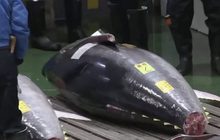 ญี่ปุ่นประมูลปลาทูน่ายักษ์ 53 ล้านบาท