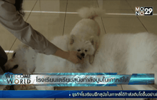 โรงเรียนเตรียมสุนัขกำลังบูมในเกาหลีใต้