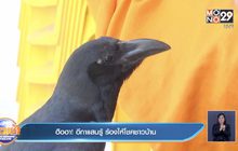 ฮือฮา !  อีกาแสนรู้ ร้องให้โชคชาวบ้าน