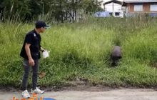 ปศุสัตว์เร่งจับหมูป่ากว่า 70 ตัวใต้ทางด่วนแจ้งวัฒนะ