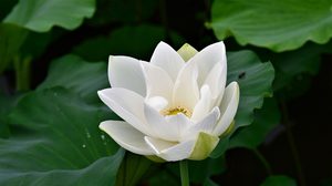 ปฏิทินวันพระ 2562 เดือนกรกฎาคม