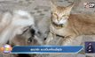 สุดน่ารัก แมวเป็นเพื่อนซี้สุนัข