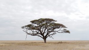 Little Wild นิทรรศการภาพถ่ายฝีพระหัตถ์ พระเจ้าหลานเธอ พระองค์เจ้าสิริวัณณวรีนารีรัตน์