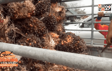 “พล.อ.ฉัตรชัย” ตรวจสอบขึ้นทะเบียนผู้ปลูกปาล์ม