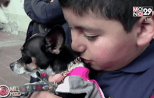 เม็กซิโกจัดพิธีอวยพรสัตว์เลี้ยง