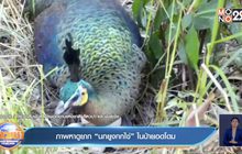 ภาพหาดูยาก “นกยูงกกไข่” ในป่ายอดโดม