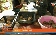 ตำรวจบุกยึดเต่าดาวพม่า