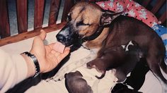 ภาพถ่ายฝีพระหัตถ์ สุนัขทรงเลี้ยง แสดงพระราชอารมณ์ขัน ของ ในหลวง ร.9