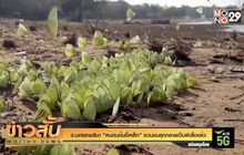 จ.นครราชสีมา “หนอนต้นขี้เหล็ก” ชวนขนลุกกลายเป็นผีเสื้อแล้ว