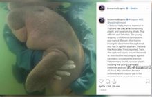“ลีโอนาร์โด”โพสต์เศร้าสูญเสีย”มาเรียม”พะยูนน้อย