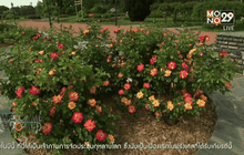 งานกุหลาบโลกที่ลียง