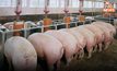 “คนเลี้ยงหมู” จี้ “ปศุสัตว์” เร่งปราบหมูเถื่อน