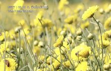 นักท่องเที่ยวแห่ชมสวน-ชิมชาดอกไม้ออร์แกนิก