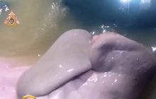 “มาเรียม”พะยูนน้อยส่งเสียงดูดครีบอ้อนขอกินนม
