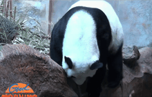 แพนด้าหลินฮุ่ยแท้งแล้ว หลังตั้งท้อง 148 วัน