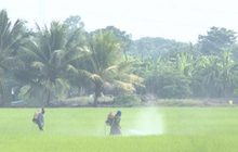 จับผลิตภัณฑ์ชีวภาพอินทรีย์ผสมพาราควอต