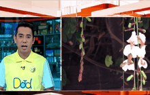 ดอกสร้อยสยามผลิบานรับอากาศเย็น