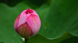 ปฏิทินวันพระ 2562 เดือนพฤศจิกายน