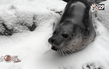 สัตว์ในสวนสัตว์โอเรกอนเล่นหิมะ