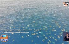 ตื่นตา! เต่าทะเลหลายหมื่นทำรังในออสเตรเลีย