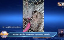 แจงดราม่า หวั่น”ก็อตซิลล่า”ลิงแสมอ้วนตรอมใจ