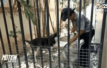 สุนัขถูกทำร้ายขาขาดพ้นวิกฤต