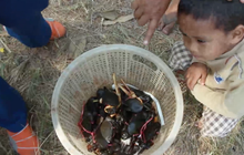 ​เกษตรกรตรัง เลี้ยงปูนิ่มส่งขายต่างประเทศรายได้ดี