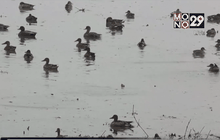 นกอพยพในพื้นที่ชุ่มน้ำแคชเมียร์เริ่มลดลง