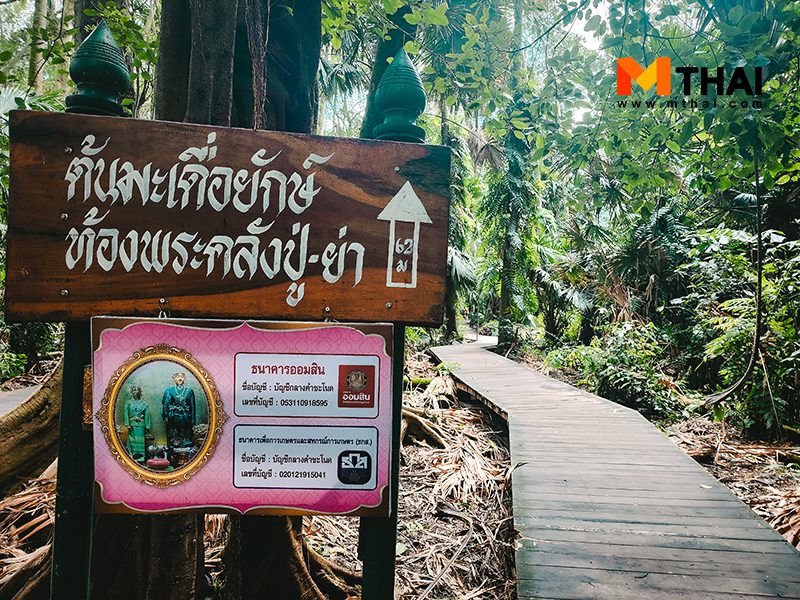 มะเดื่อยักษ์