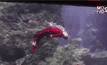 SEA LIFE Bangkok Ocean World  เตรียมจัด “โชว์มัจฉานุดำน้ำ” ครั้งแรกของไทย!