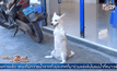 ซูเปอร์สตาร์สุนัขสองขาในเปรู