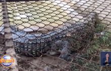 ศูนย์วิจัยฯรับดูแลจระเข้น้ำเค็มพร้อมตั้งชื่อ”เจ้าสุข”