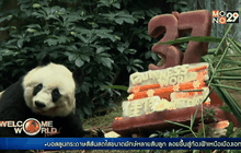 แพนด้าเลี้ยงอายุยืนที่สุดในโลก