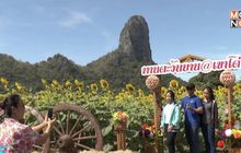 เที่ยวทุ่งทานตะวัน จ.ลพบุรี