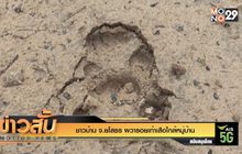 ชาวบ้าน จ.ยโสธร ผวารอยเท้าเสือใกล้หมู่บ้าน