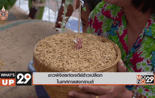 ชาวพิจิตรก่อเจดีย์ข้าวเปลือกในเทศกาลสงกรานต์