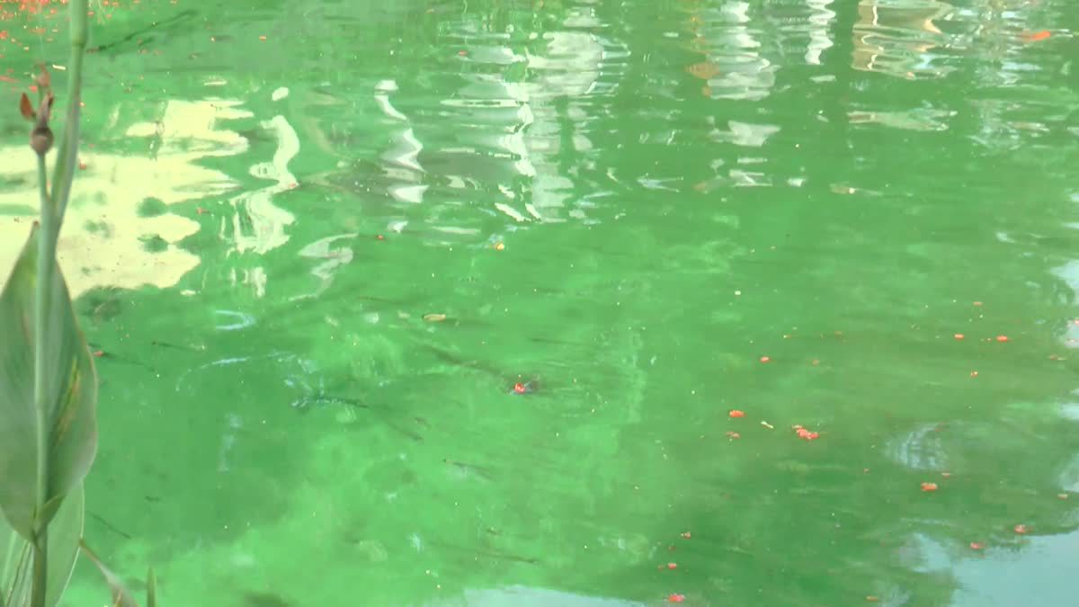 คนเชียงใหม่กังวลหลังน้ำคูเมืองมีสีเขียว เทศบาลแจงอากาศร้อนจัด