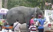 กัมพูชาเตรียมยกเลิกขี่ช้างเที่ยวนครวัดปีหน้า