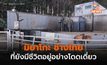 ไม่ใช่แค่”ฮานาโกะ” แต่ยังมี “มิยาโกะ” หนึ่งในช้างไทยที่โดดเดี่ยวมา 49 ปี